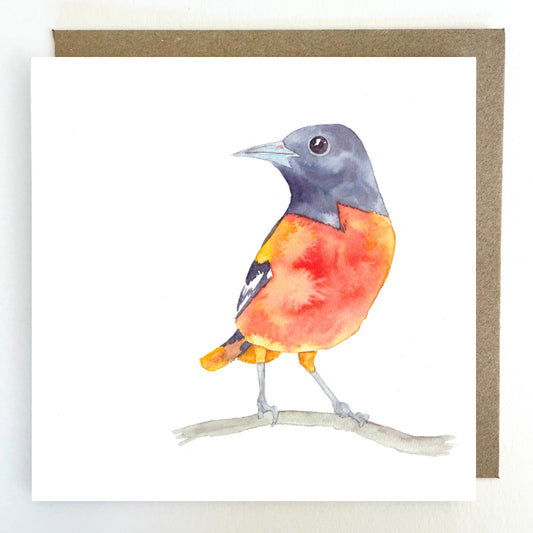 K49 Baltimore Oriole Bird Greetings Card